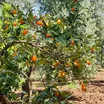 Masseria Romagnolo Carpino
