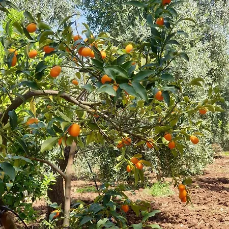 Masseria Romagnolo Карпино